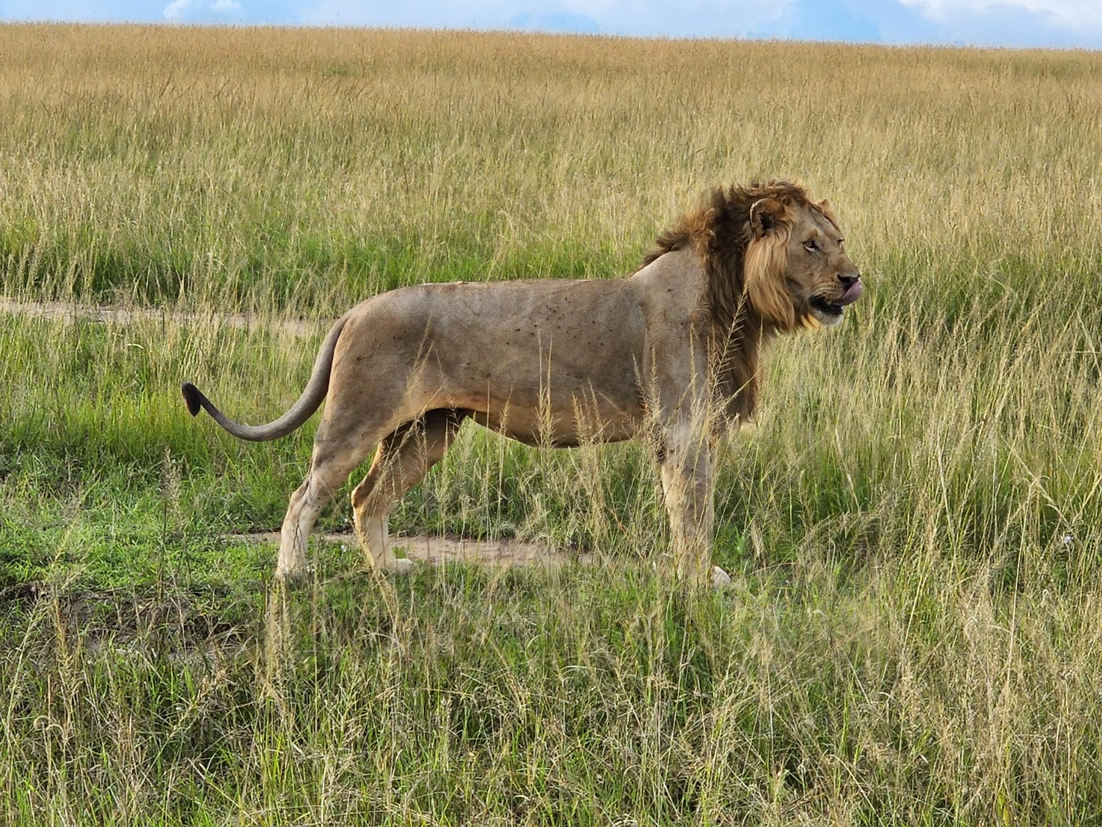 caldera criuse in santorini